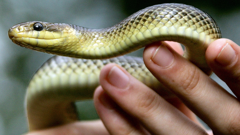 Askulapnatter